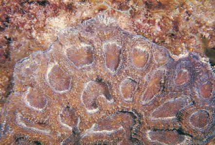 CotW: Acanthastrea bowerbanki