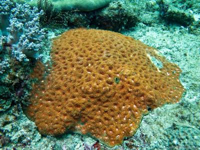 CotW preview: Acanthastrea echinata