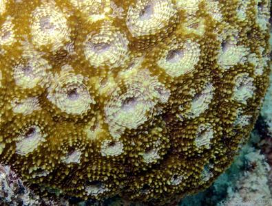 CotW: Acanthastrea echinata
