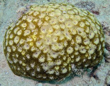 CotW: Acanthastrea echinata