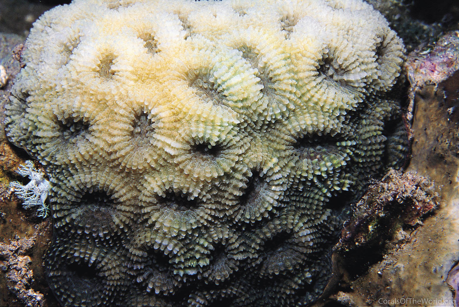Acanthastrea faviaformis