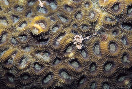 CotW: Acanthastrea faviaformis