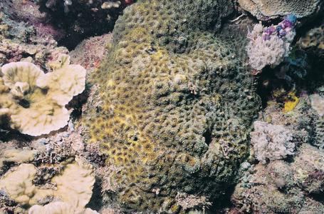 CotW preview: Acanthastrea hemprichii