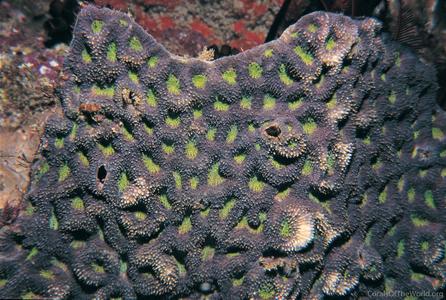 CotW: Acanthastrea hemprichii
