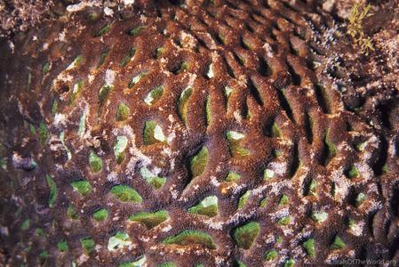 CotW: Acanthastrea hillae