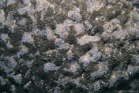 CotW: Acanthastrea hillae