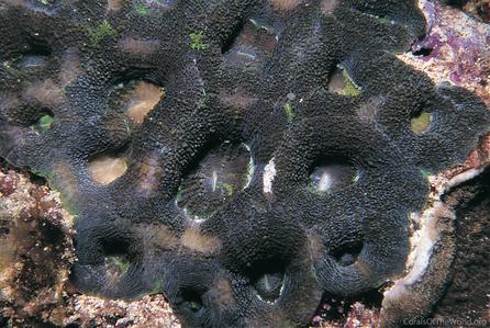 CotW: Acanthastrea hillae