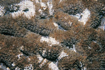 CotW preview: Acanthastrea ishigakiensis