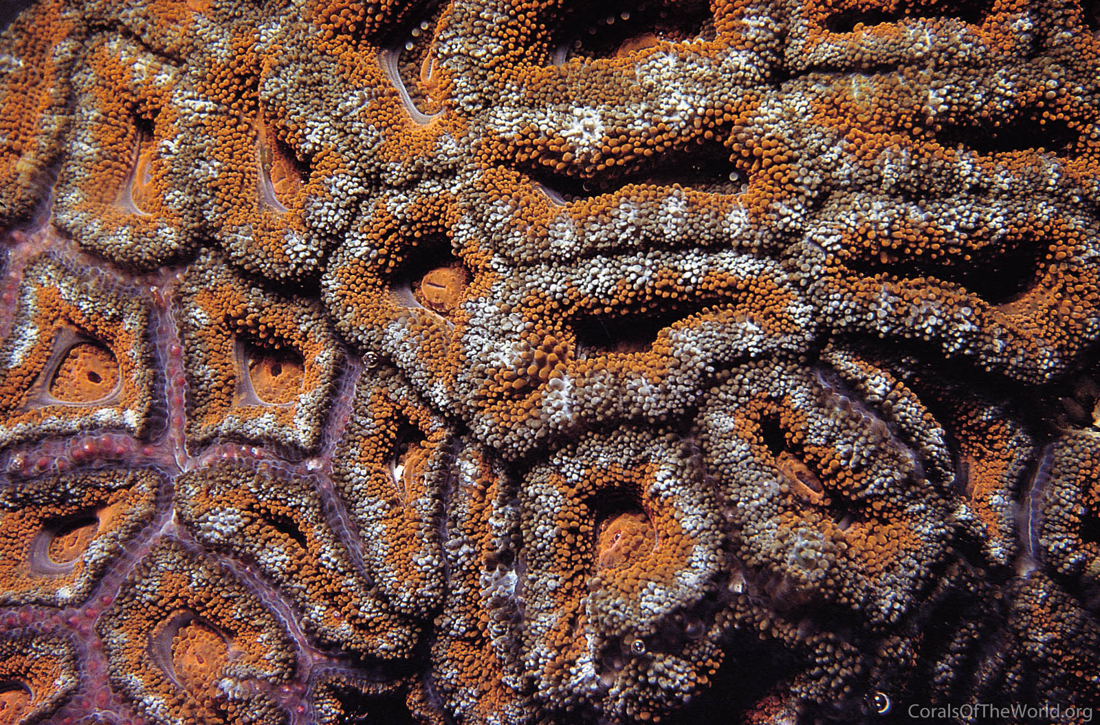 Acanthastrea lordhowensis