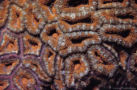 CotW: Acanthastrea lordhowensis