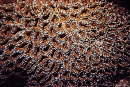 CotW: Acanthastrea lordhowensis