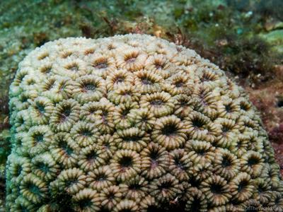 CotW: Acanthastrea regularis