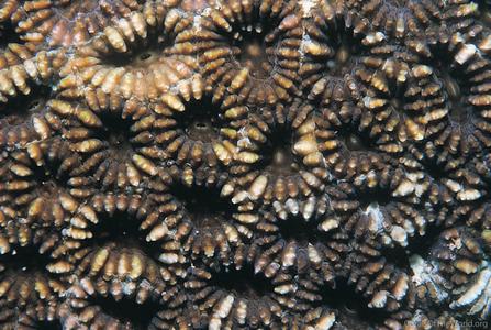 CotW: Acanthastrea regularis