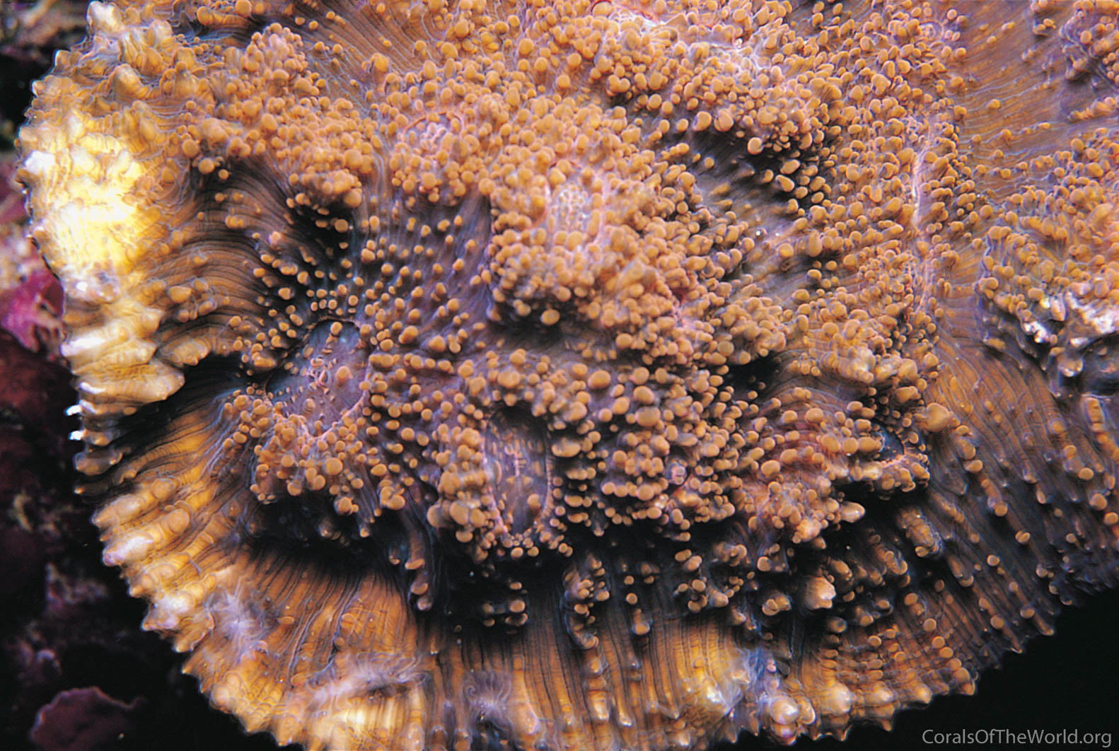 Acanthastrea rotundoflora