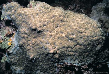 CotW preview: Acanthastrea rotundoflora