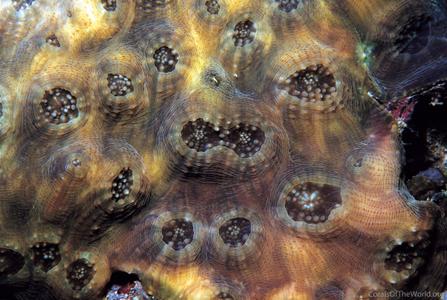 CotW: Acanthastrea rotundoflora