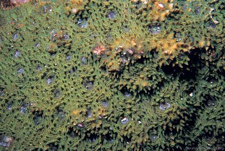 CotW: Acanthastrea rotundoflora