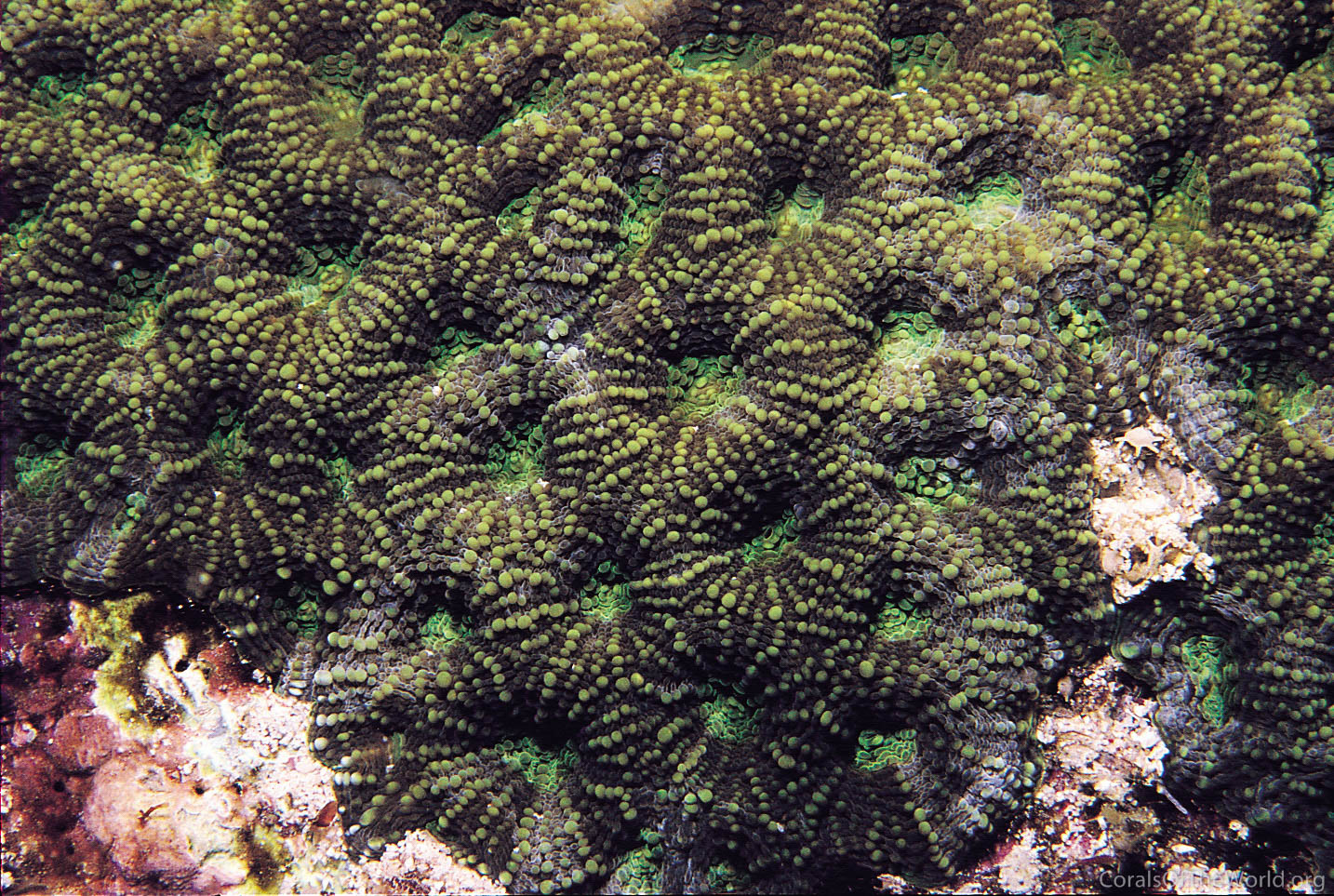 Acanthastrea subechinata