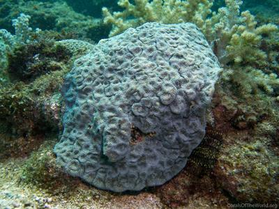 CotW preview: Acanthastrea subechinata