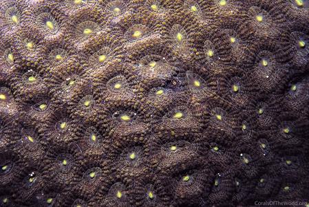 CotW: Acanthastrea subechinata