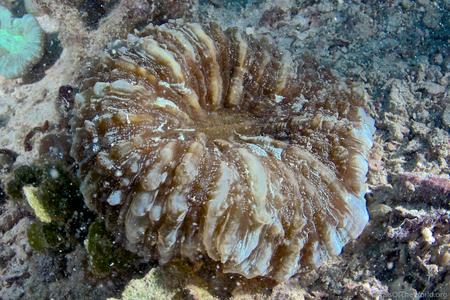 CotW preview: Acanthophyllia deshayesiana
