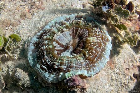 CotW: Acanthophyllia deshayesiana