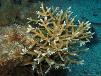 CotW preview: Acropora abrolhosensis