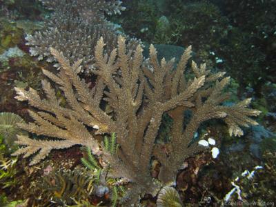 CotW preview: Acropora abrotanoides
