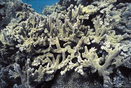 CotW: Acropora abrotanoides