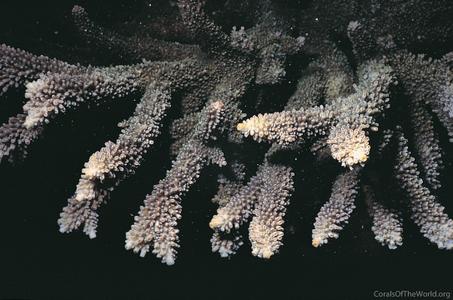 CotW: Acropora abrotanoides