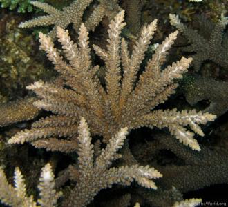 CotW: Acropora abrotanoides