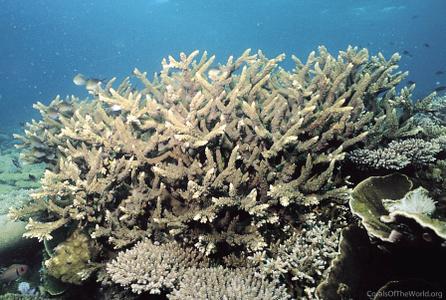 CotW: Acropora abrotanoides
