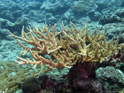CotW: Acropora acuminata