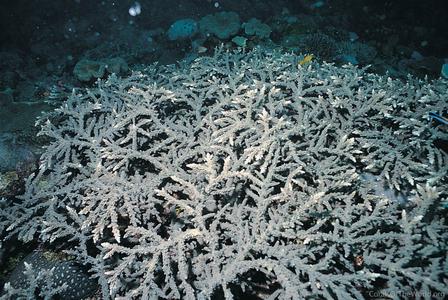 CotW preview: Acropora akajimensis