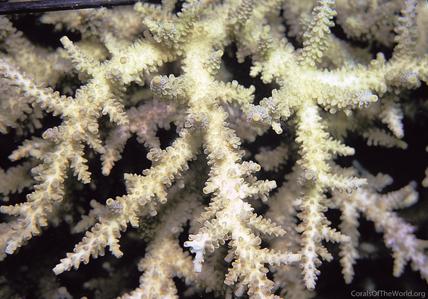 CotW: Acropora akajimensis