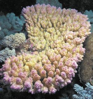 CotW preview: Acropora anthocercis
