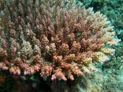 CotW: Acropora anthocercis