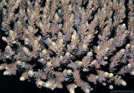 CotW preview: Acropora appressa