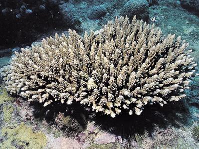 CotW: Acropora appressa