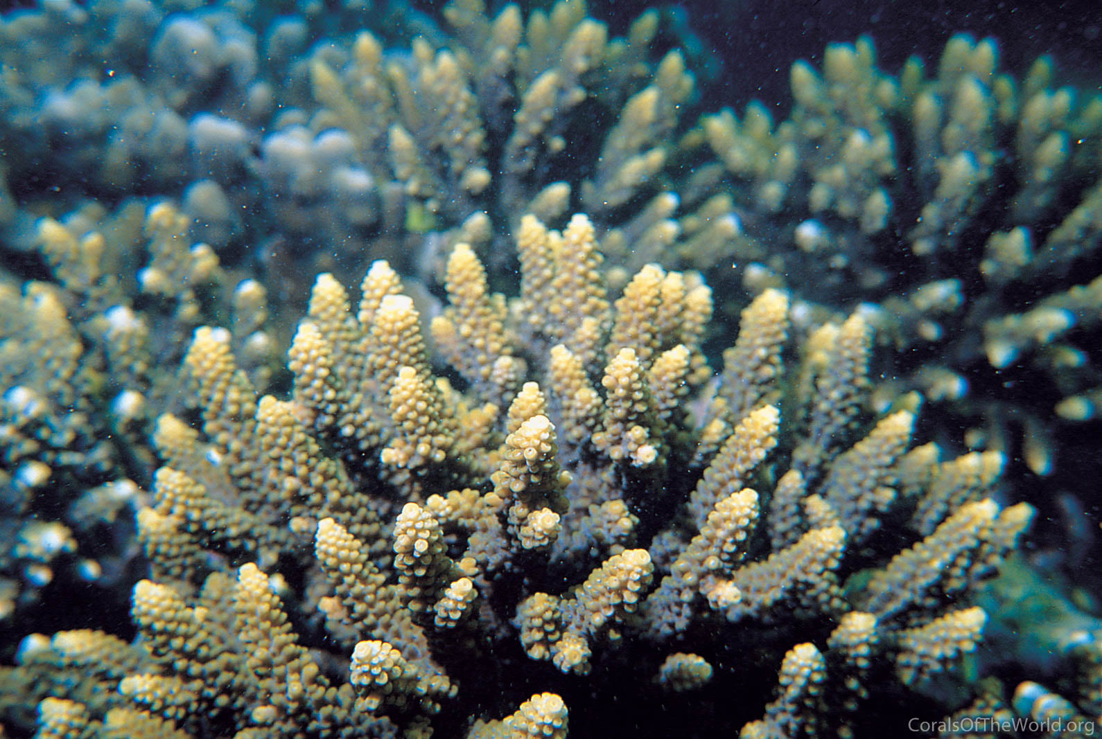 Acropora arabensis