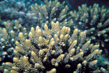 CotW preview: Acropora arabensis