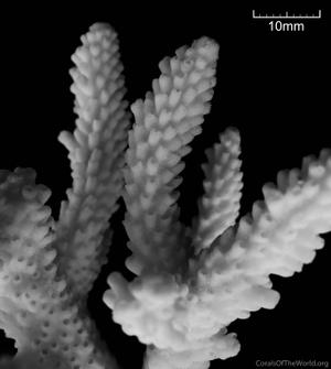 CotW: Acropora arabensis