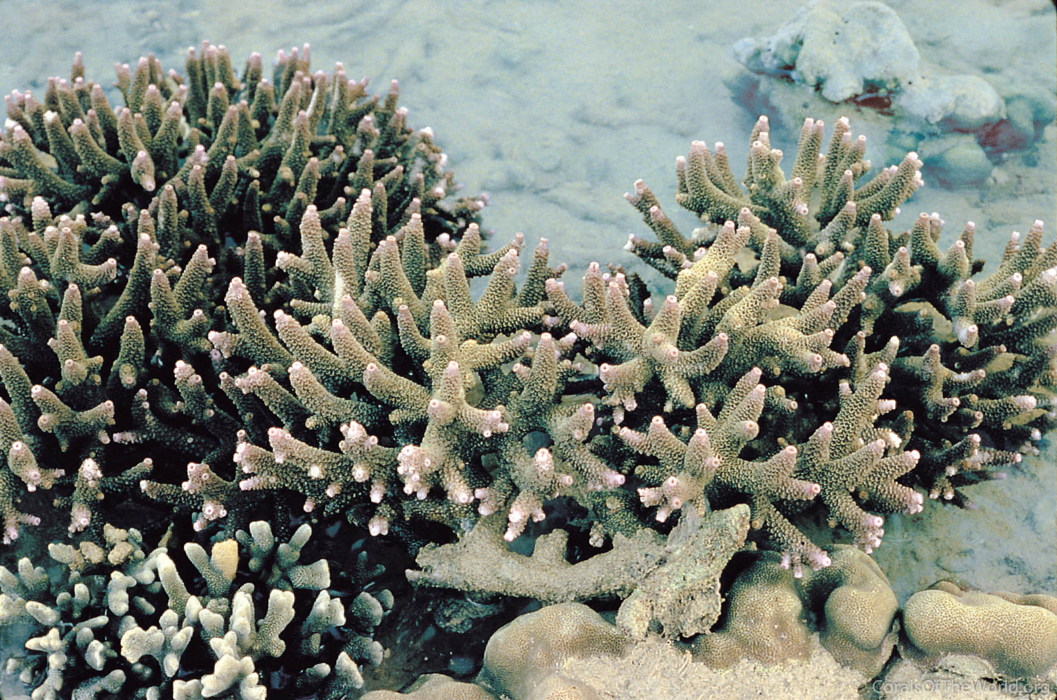 Acropora aspera