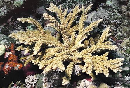 CotW preview: Acropora austera