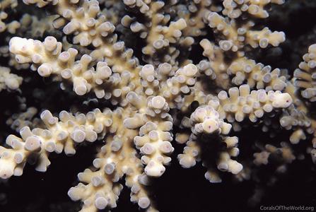 CotW: Acropora austera
