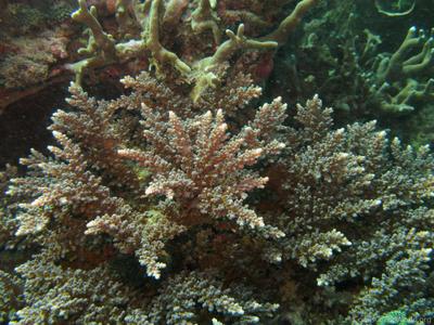 CotW: Acropora austera