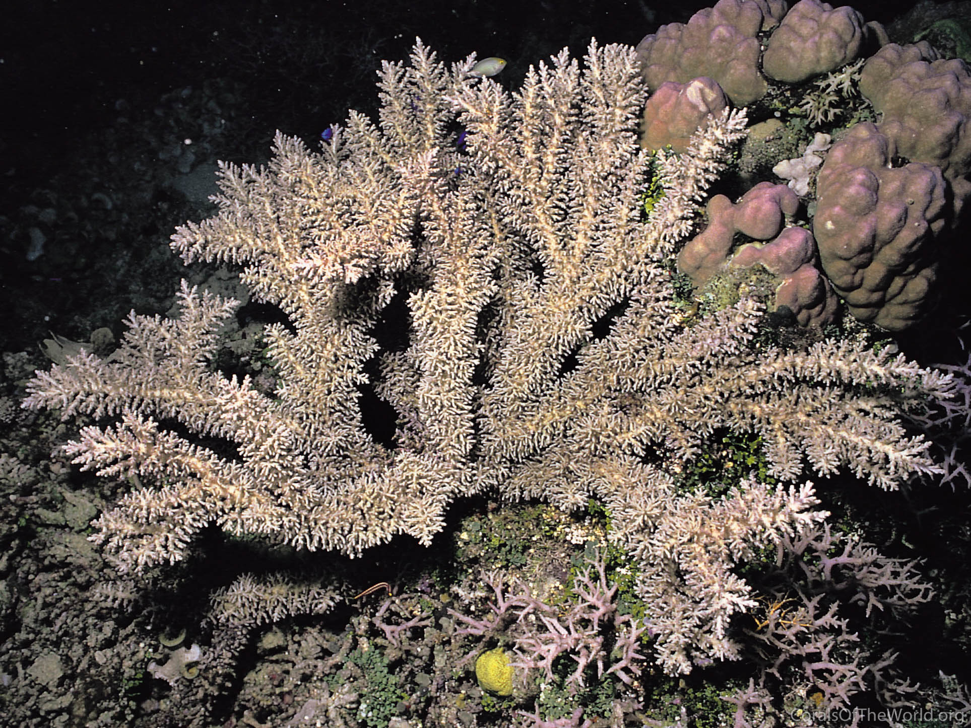 Acropora awi