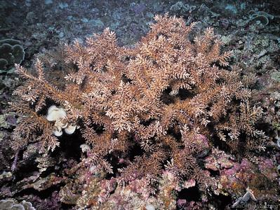 CotW preview: Acropora awi