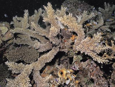 CotW: Acropora awi