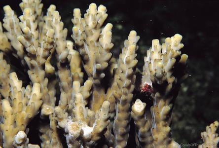 CotW: Acropora azurea